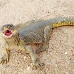 Sanda Lizard News