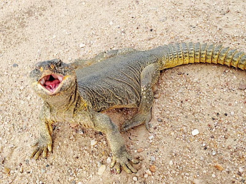 Sanda Lizard News