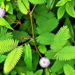 lojjaboti gach health benefits