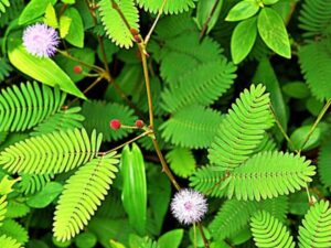 যে গাছ লজ্জায় মুখ লুকায়, সেই লজ্জাবতী গাছেই লুকানো রোগ নিরাময়ের শক্তি!