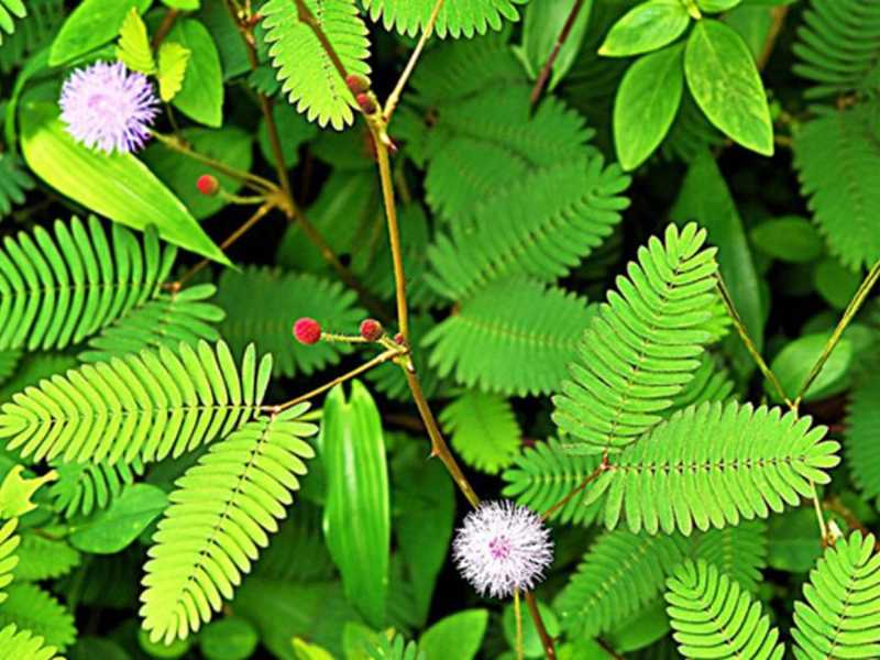 lojjaboti gach health benefits