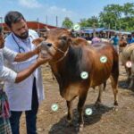 qurbani-sustho-goru-chenar-upay-bangladesh
