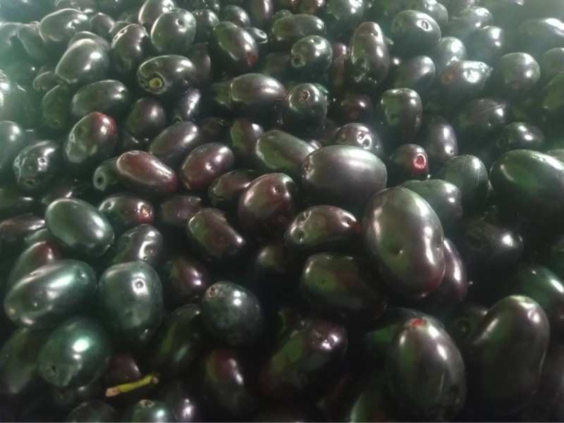 jamer-pustigun-benefits-bangla